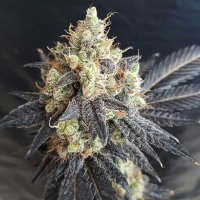 (Bild für) Mighty Grape