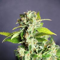 (Bild für) Mikromachine Auto female