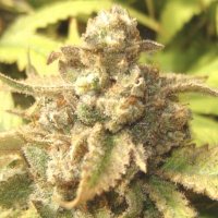 (Bild für) Mimosa Autoflower fem