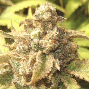 (Bild für) Mimosa Autoflower fem