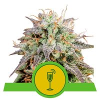 (Bild für) Mimosa Auto feminized