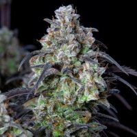 (Bild für) Mimosa Cake Auto fem