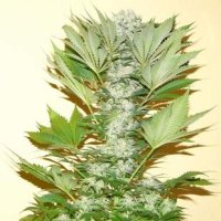 (Bild für) Misty Kush