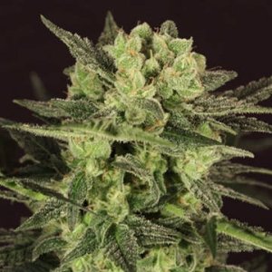 (Bild für) MK Ultra Auto
