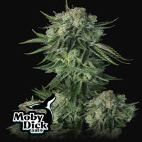 (Bild für) Moby Dick Auto fem