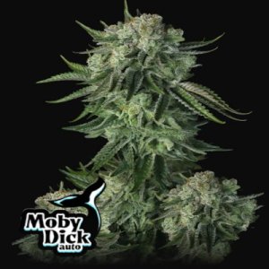 (Bild für) Moby Dick Auto fem