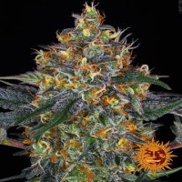 (Bild für) Moby Dick [Auto]