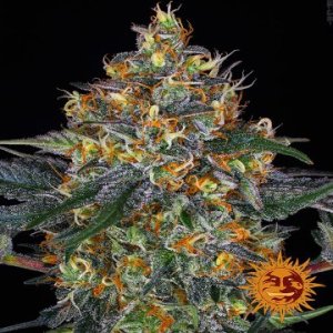 (Bild für) Moby Dick [Auto]