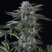 (Bild für) Moby Dick Auto