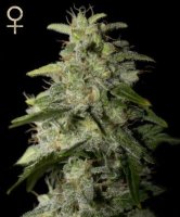 (Bild für) Money Maker feminized