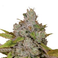 (Bild für) Monkey Glue Auto fem
