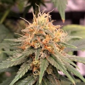 (Bild für) Monkey Glue fem
