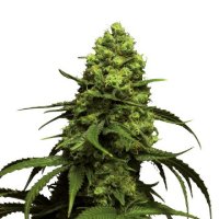 (Bild für) Monsterbud fem