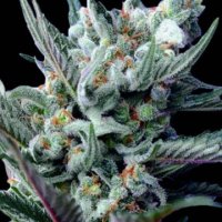 (Bild für) Moonshine Haze