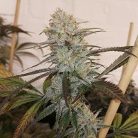 (Bild für) Moonwalk Haze