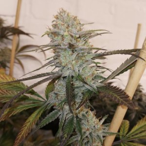 (Bild für) Moonwalk Haze