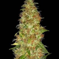 (Bild für) Moon Walker Kush 5 fem