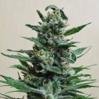 (Bild für) Moscow Blueberry Auto fem