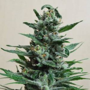 (Bild für) Moscow Blueberry Auto fem