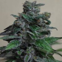 (Bild für) Moscow Blueberry fem