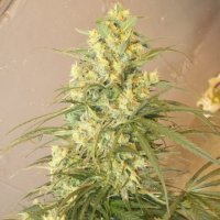 (Bild für) Mountain Gold (Green Mountain Seeds)