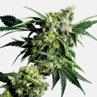 (Bild für) Mr. Nice G13 x Hashplant