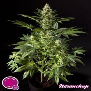 (Bild für) Naranchup aka Orange Candy fem