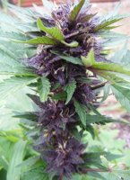 (Bild für) Narco Purps Auto fem