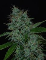 (Bild für) Narcotherapy Auto fem