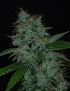 (Bild für) Narcotherapy Auto fem