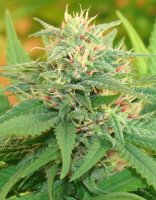 (Bild für) Narcotic Kush Auto fem