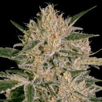 (Bild für) Nebula II CBD fem
