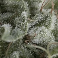(Bild für) Auto Nefertiti female