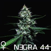(Bild für) Negra 44 female