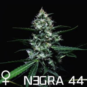 (Bild für) Negra 44 female