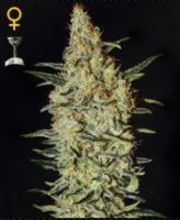 (Bild für) Nevilles Haze female