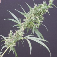 (Bild für) Nevilles Haze Mango
