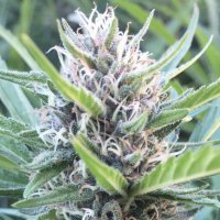 (Bild für) New York City Diesel Autoflower fem