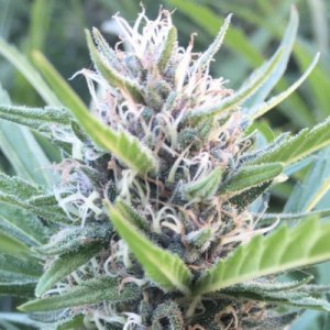(Bild für) New York City Diesel Autoflower fem