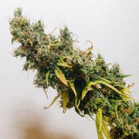 (Bild für) Nigerian Sativa
