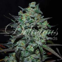 (Bild für) Northern Light Blue THC Free