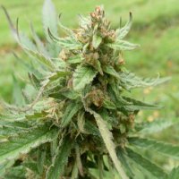 (Bild für) NLX x Purpurea 09