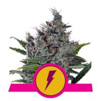 (Bild für) North Thunderfuck feminized