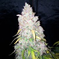 (Bild für) Northern Cookies Auto female