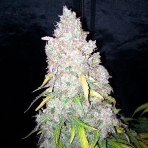 (Bild für) Northern Cookies Auto female