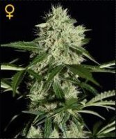 (Bild für) Northern Light Auto female