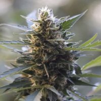 (Bild für) Northern Light x Skunk 5 fem