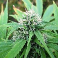 (Bild für) NL5 x Skunk