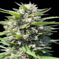 (Bild für) Northern Lights Auto female