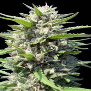 (Bild für) Northern Lights Auto female